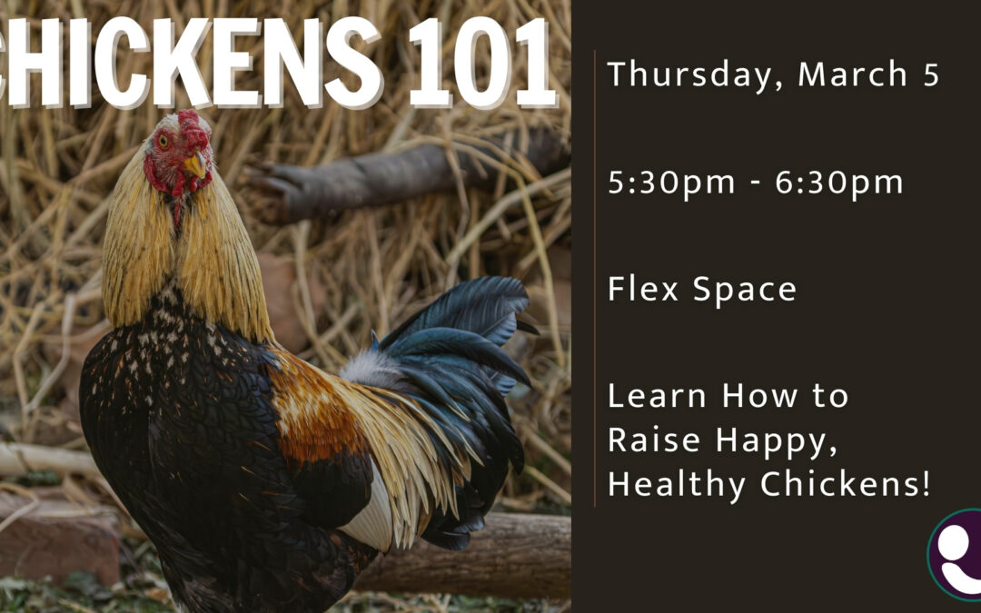 Raising Chickens 101